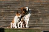 BASENJI 187